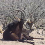 Highlight for Album: Arizona Spring 2007