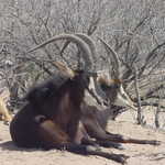 DSC00009.jpg