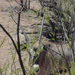 DSC00012.jpg