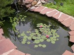 koi1