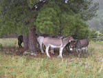 Highlight for Album: South Dakota &amp; Wyoming