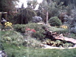 Highlight for Album: Original Garden