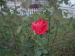 Highlight for Album: Last Rose of Fall - 2005
